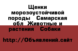 Щенки морозоустойчивой породы - Самарская обл. Животные и растения » Собаки   